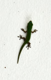 Gecko, Arsenal, Mauritius