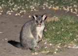 Australian Possum, Fitzroy Gardens