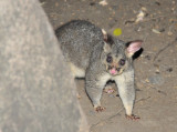Australian Possum, Fitzroy Gardens