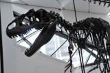 Allosaurus fragilis, late Jurassic (150 million years old)