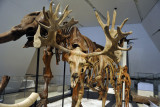 Cervalces scotti, late Pleistocene (12,000 years old)