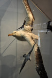 Royal Albatross