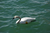 Swan #082 swimming in Lake Ontario - Toronto