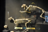 Sabre-tooth cat pouncing