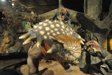 Pack hunt of Ankylosaurus by three Dromaeosaurus
