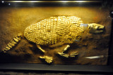 Fossil of a giant armadillo (Holmesina septentrionalis)