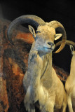 Aoudad (Ammotragus lervia)
