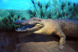 Nile Crocodile (Crocodylus niloticus)