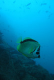 Barber Butterfly Fish, Cabo San Lucas