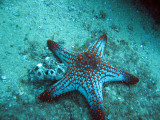Pentaceraster sea star - Cabo San Lucas