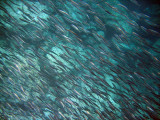 A school of hundreds of small fish in the clear waters around the Los Islotes sea lion colony