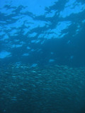 Vast school of fish beneath the shimmering surface of the Sea of Cortes