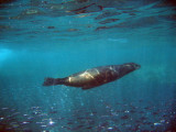 Sea Lions thrive in the protected waters of the Gulf of California Islands