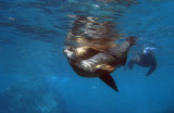 California Sea Lions playing in the waters off Los Islotes