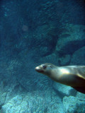 Sea Lion with a large school of fish