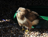 Falcon, Warwick Castle