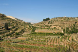 Fertile area of the West Bank north of Hebron