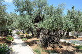 Ancient olive grove, Gethsemane, Jerusalem
