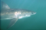 Great White Shark from the shark cage