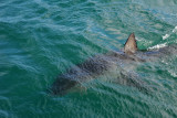 Sightings from the boat would be better on a calmer day