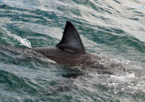 Great White Shark - dorsal fin
