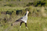 Secretary Bird (Sagittarius serpentarius)