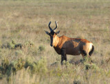Red Hartebeest (Alcelaphus caama),  Bontebok National Park