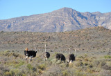 Ostriches, Little Karoo