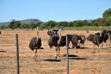 As I sat in my car on the side of the road, the ostrich got curious and came up to the fence