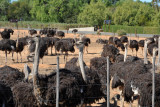 Safari Ostrich Farm, Oudtshoorn