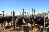 Safari Ostrich Farm, Oudtshoorn