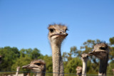 Safari Ostrich Farm, Oudtshoorn