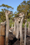 Safari Ostrich Farm, Oudtshoorn