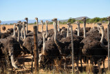 Safari Ostrich Farm, Oudtshoorn