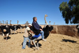 Ostrich ride, Highgate Show Farm, Oudtshoorn