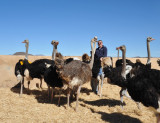 Ostrich ride, Highgate Show Farm, Oudtshoorn