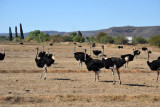 Highgate Show Farm, Oudtshoorn