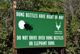 Dung Beetles Have Right of Way - Do Not Drive Over Dung Beetles or Elephant Dung