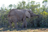 Addo Elephant National Park is 1640 square km
