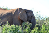 Tuskless Elephant, Addo Elephant National Park
