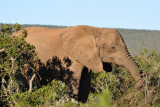 Addo Elephant National Park