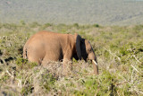 Finally, an elephant at Addo with tusks