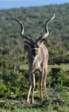 Kudu, Addo Elephant National Park
