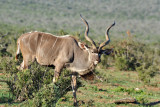 Kudu, Addo Elephant National Park