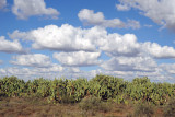 Prickly Pear Cactus along the N12, Northern Cape Province