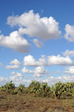 Prickly Pear Cactus and white puffy clouds