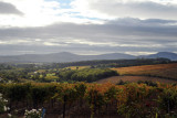 View of the Cape Winelands south of Stellenbosch from Alto Wine Estate