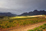 Cape Winelands of the southern Stellenbosch region