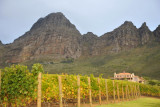Vineyards of Uva Mira Winery, Stellenbosch