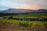 Vineyards with cloud-covered Stellenboschberg